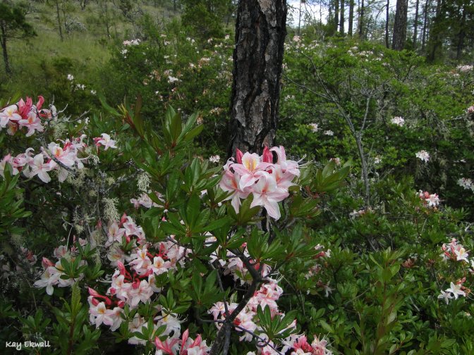 Western Azalea/(Rhododendron Occidentale)
